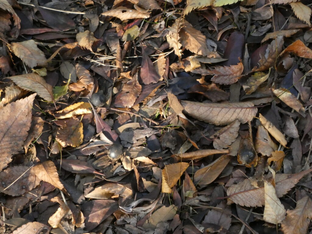 落ち葉に混じる謎の球体。よく見たら、３個もあった