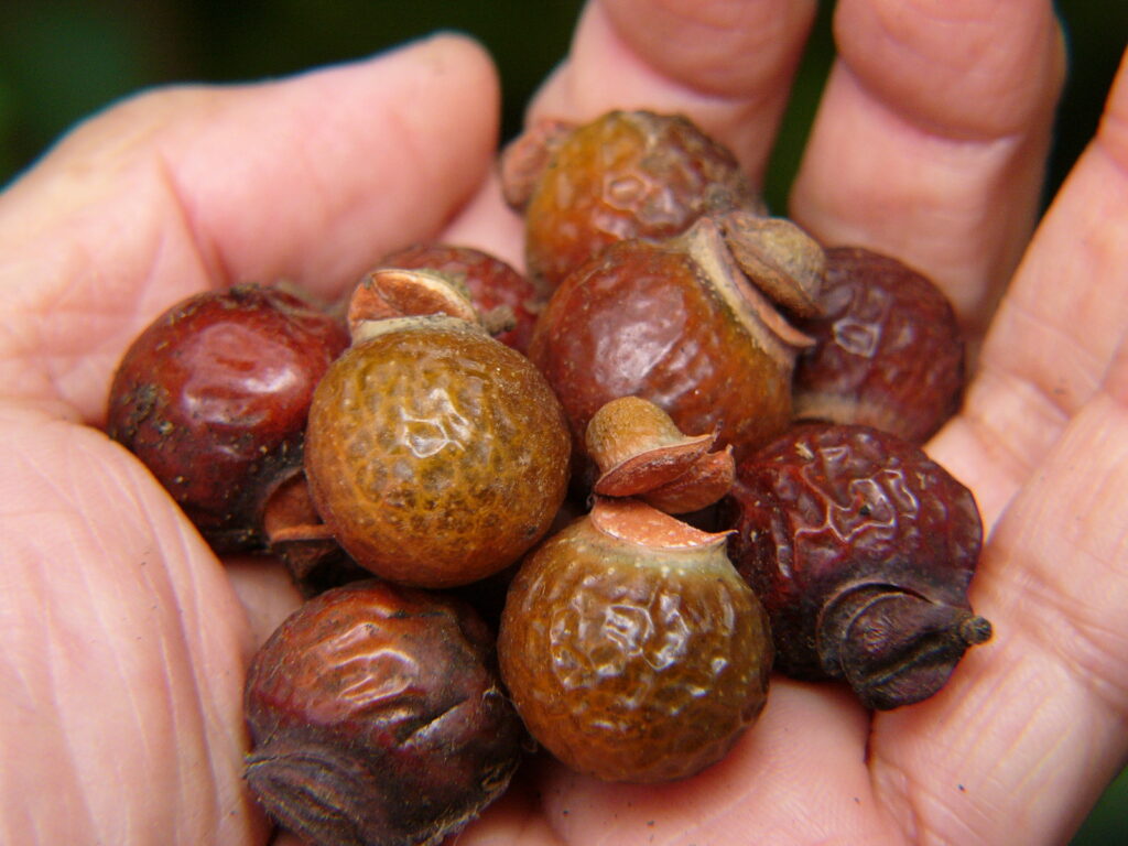 ムクロジの実は帽子つき。アヒルのくち？　それともティーポットのふた？