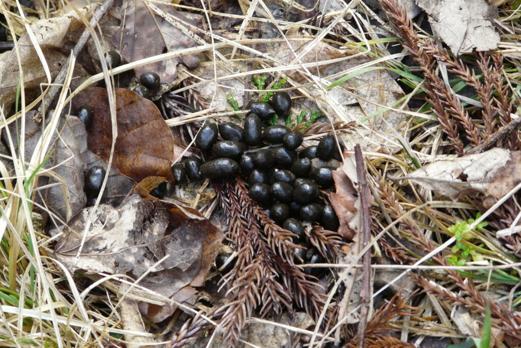 キョンのふん。落としたてのほやほやだ