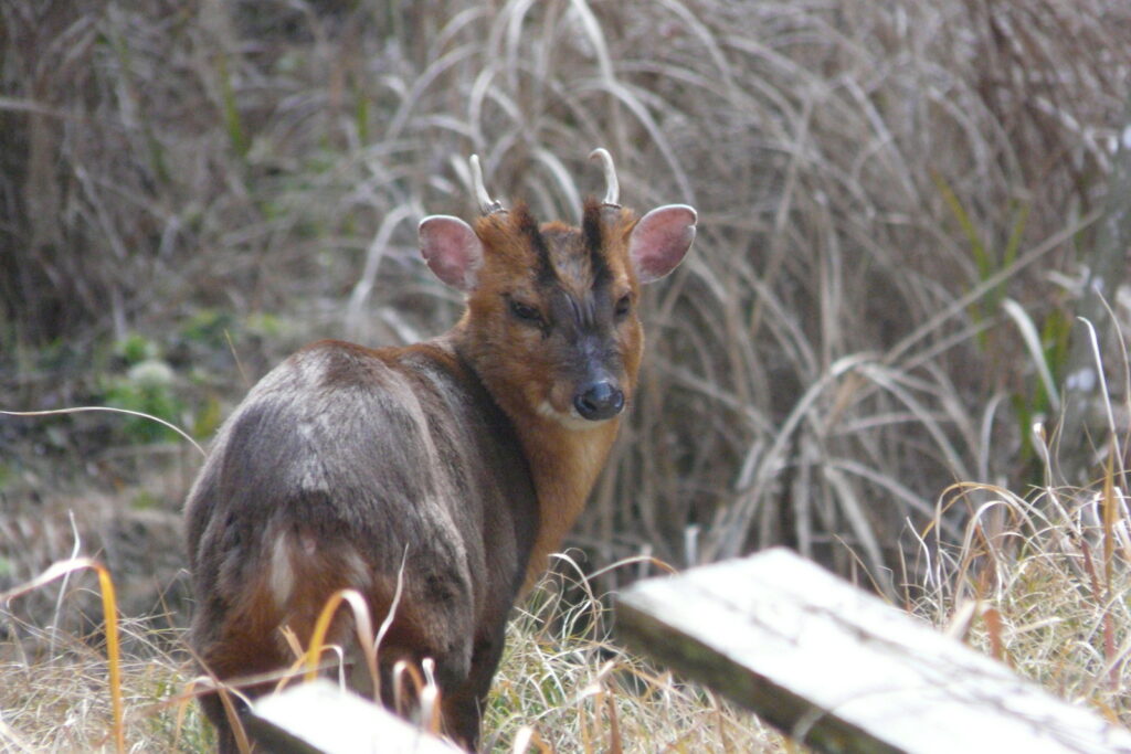 こちらをじっと見るキョン。小柄のシカのようだ