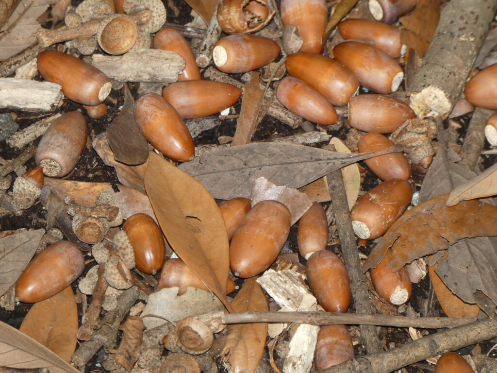 マテバシイのどんぐり。地上に落ちたばかりのころは、つやつやだ