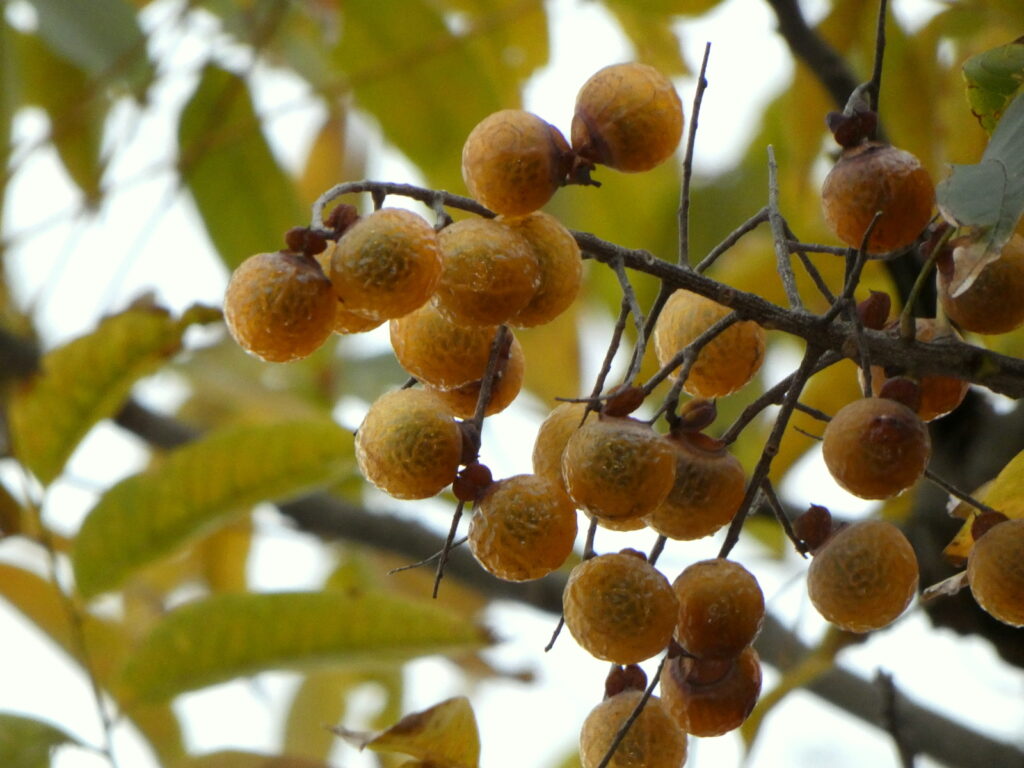 空を見上げたら、黄金色の実がさやにおさまることなく、いくつも枝についていた