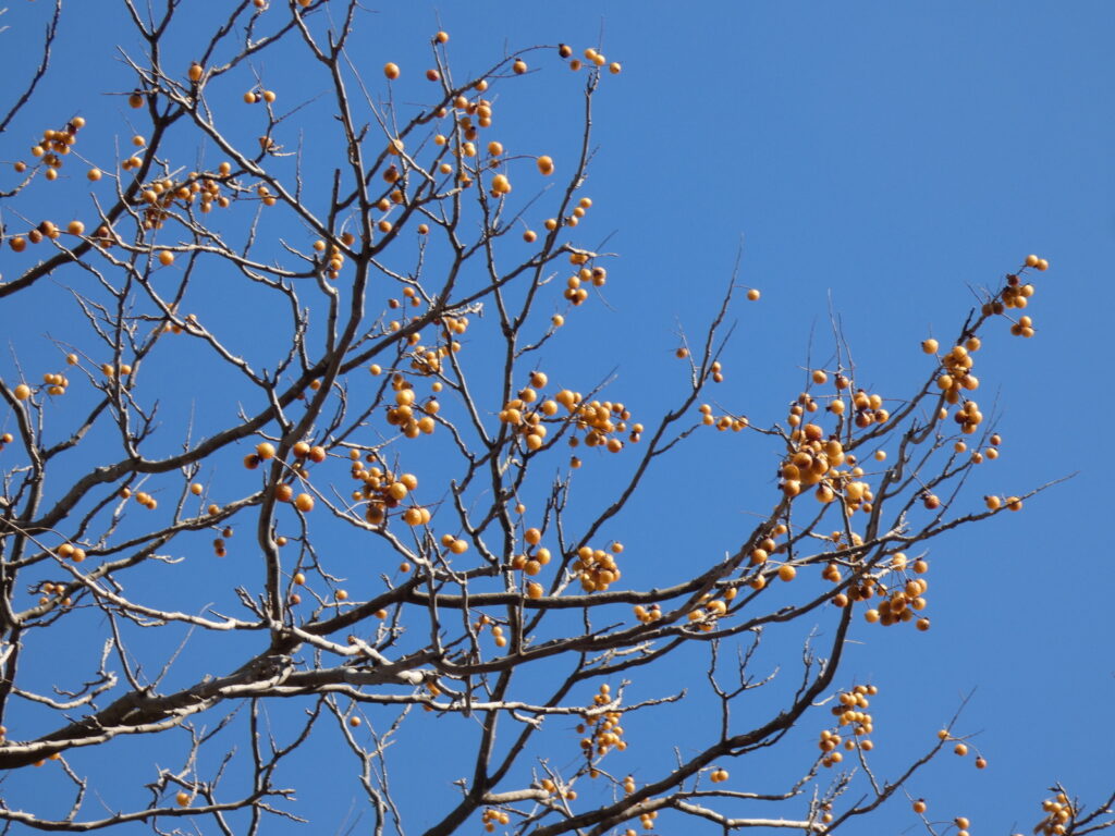 真冬に見たムクロジの実。いっせいに落ちるのではなく、春まで持ちこたえるものも多い
