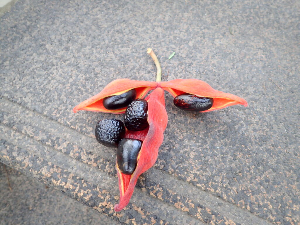 ピンポンノキの黒いタネ。赤い〝さや〟との色のバランスが絶妙だ