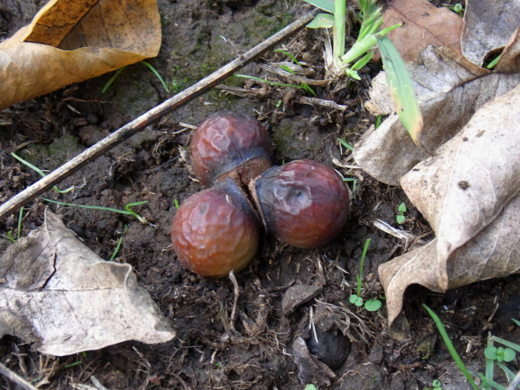 ムクロジの実はほんらい、３個が１セットらしい。たまにそうなったものも拾える