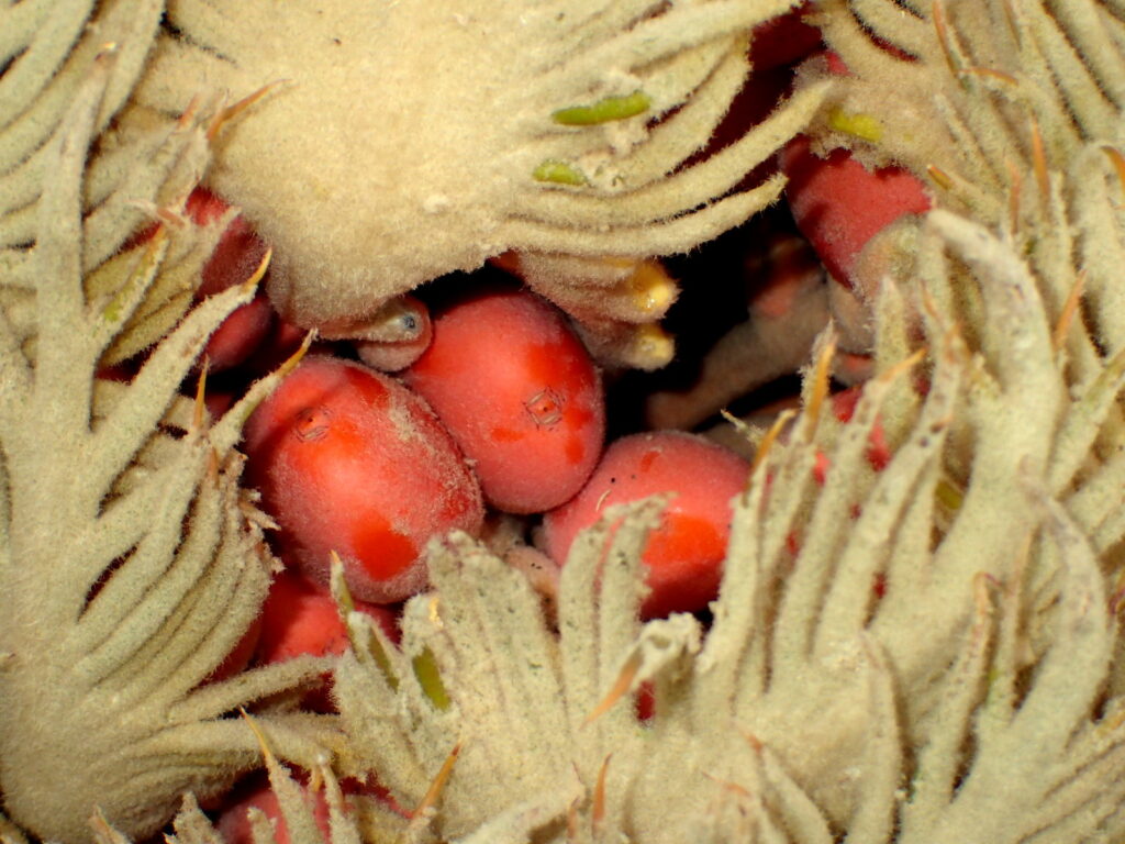 赤い卵のように見えたソテツのタネ