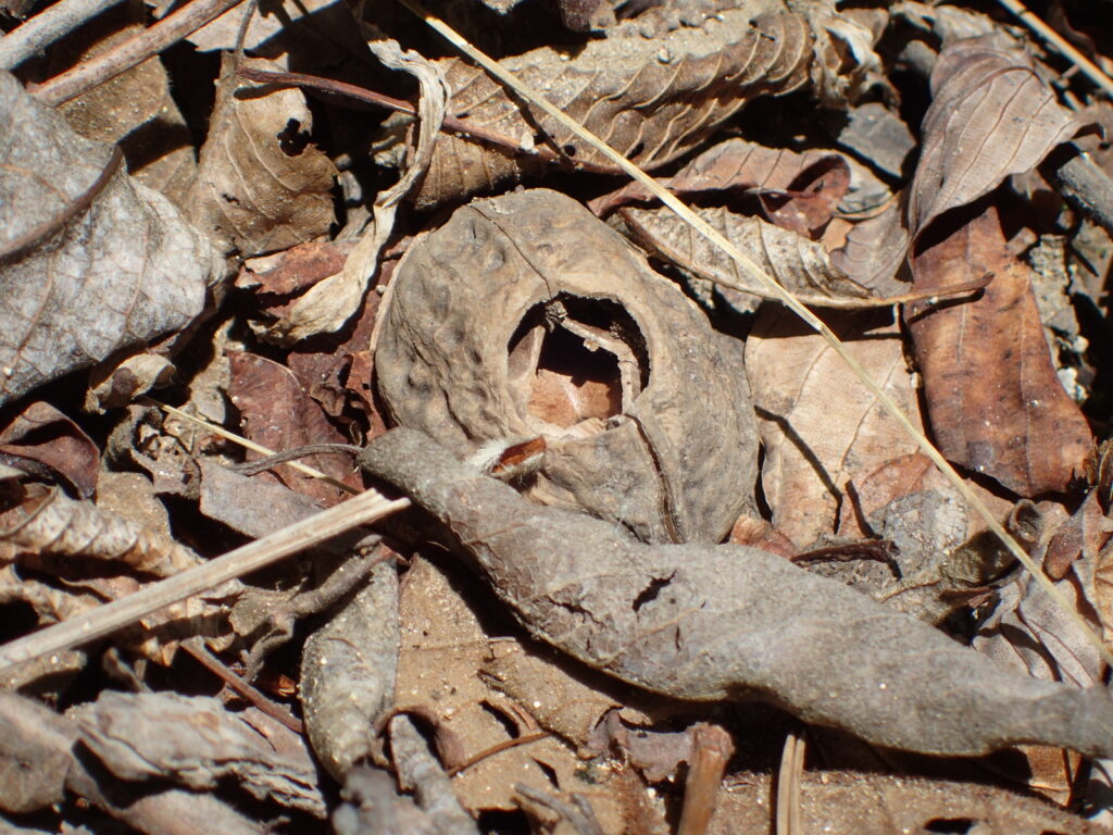 山で見つけたネズミの食べ痕と思われる穴があいたクルミ