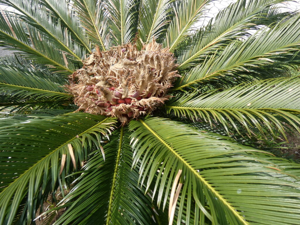 赤い皮をかぶったタネが見えるソテツの雌株