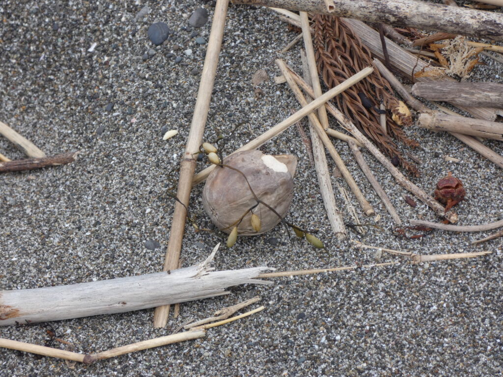 海藻や木の枝に混じって浜辺に流れ着いた謎の物体。クルミ？　梅？　桃？　先端が欠けていてなおさらわかりにくい