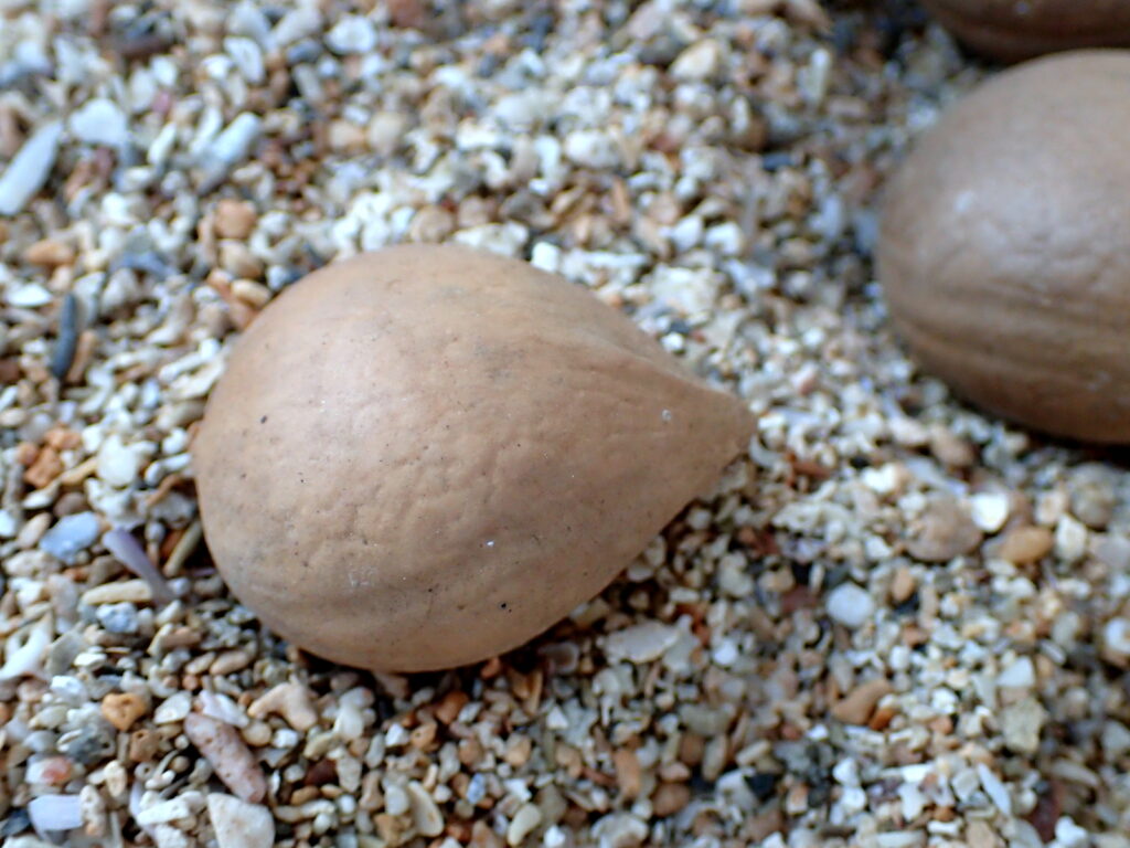 足もとに転がっていたソテツのタネ。表面を覆う赤い皮がきれいにとれていた