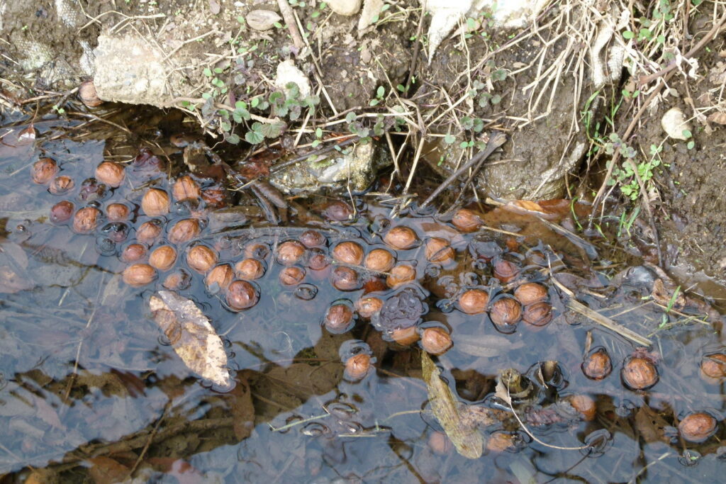 池に落ちていたクルミ。果皮はきれいにとれていた