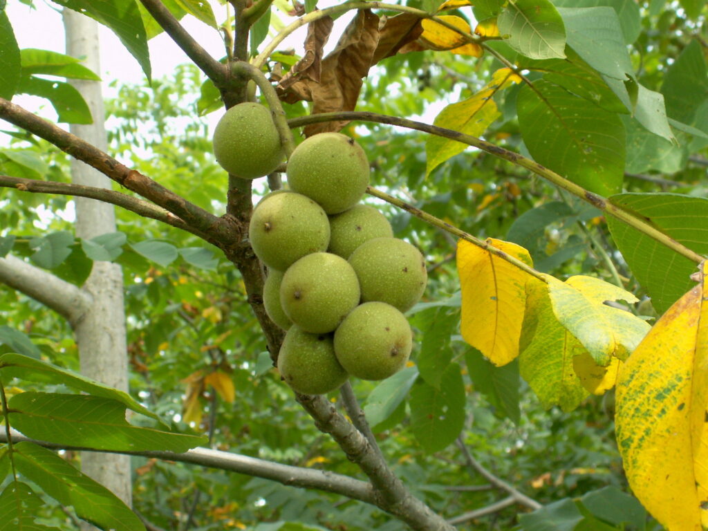 クルミの若い実。青梅と同じように、もともとは青い果肉に包まれている