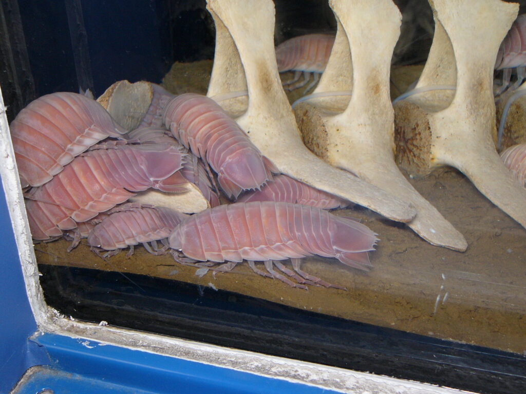 水底に落ちたワラジムシ？　なんともあやしげな深海生物はグソクムシだった