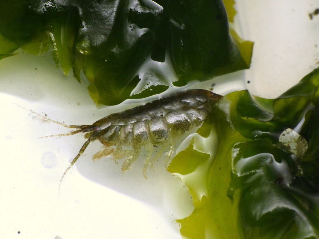 浜に打ち上げられた海藻などによく混じっているヨコエビの一種。目にする多くは１センチに満たない