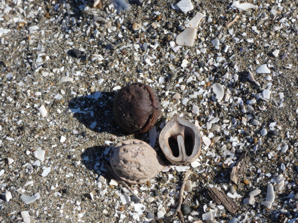海岸に流れ着いたクルミ。古いものは、梅干しのなれの果てのようにも見える